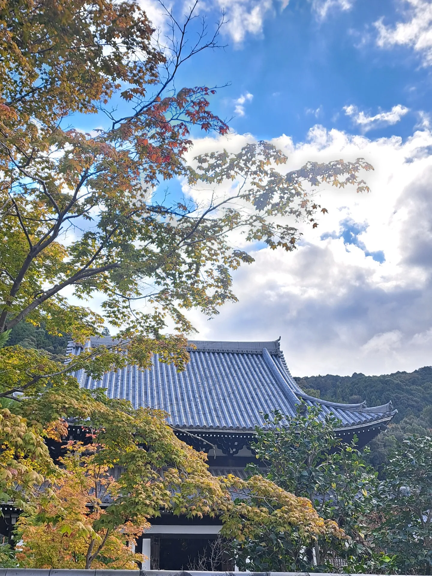 【出張 日本庭園管理】千葉から京都