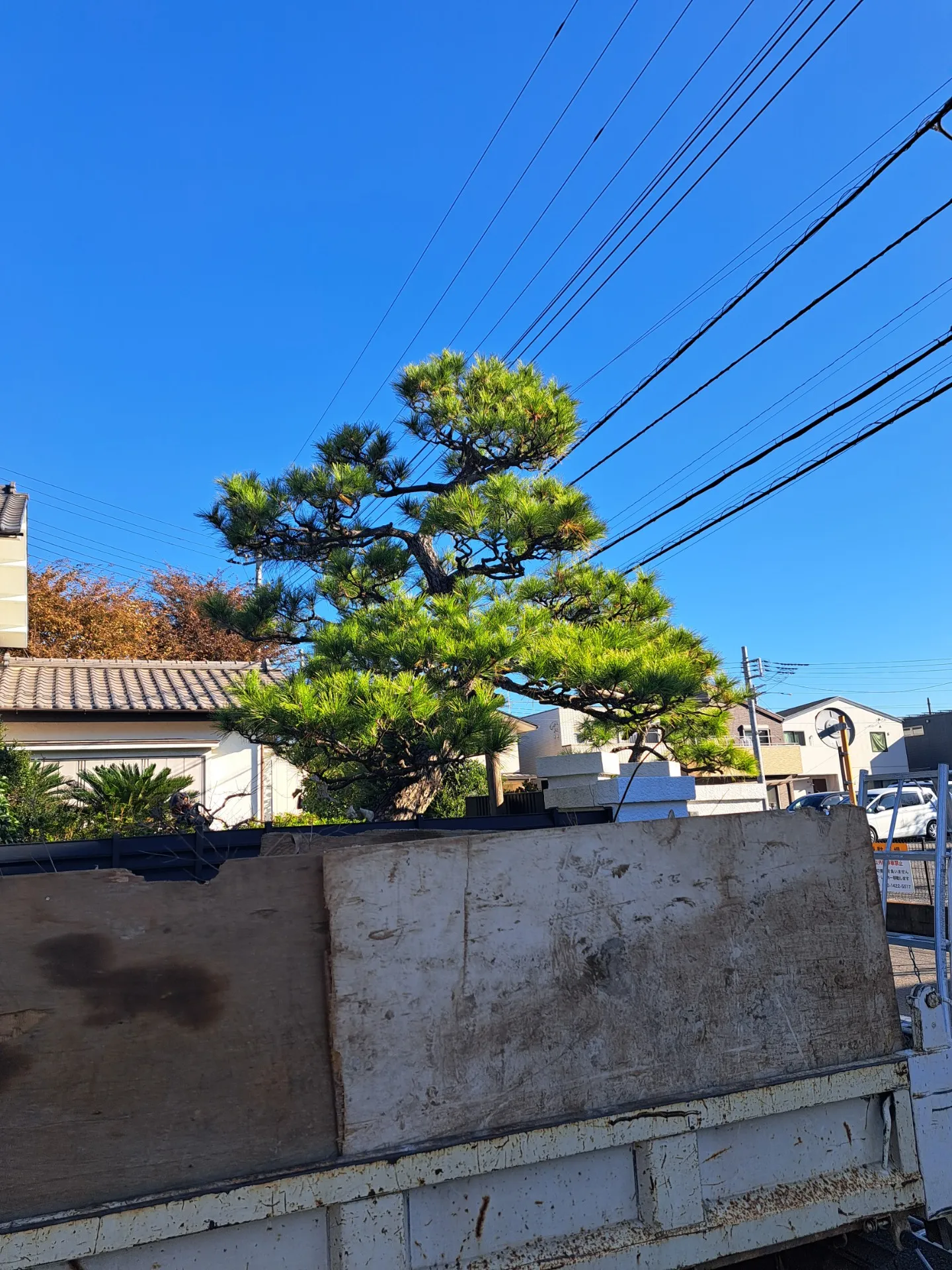 【市川市 植木剪定】門かむりの黒松