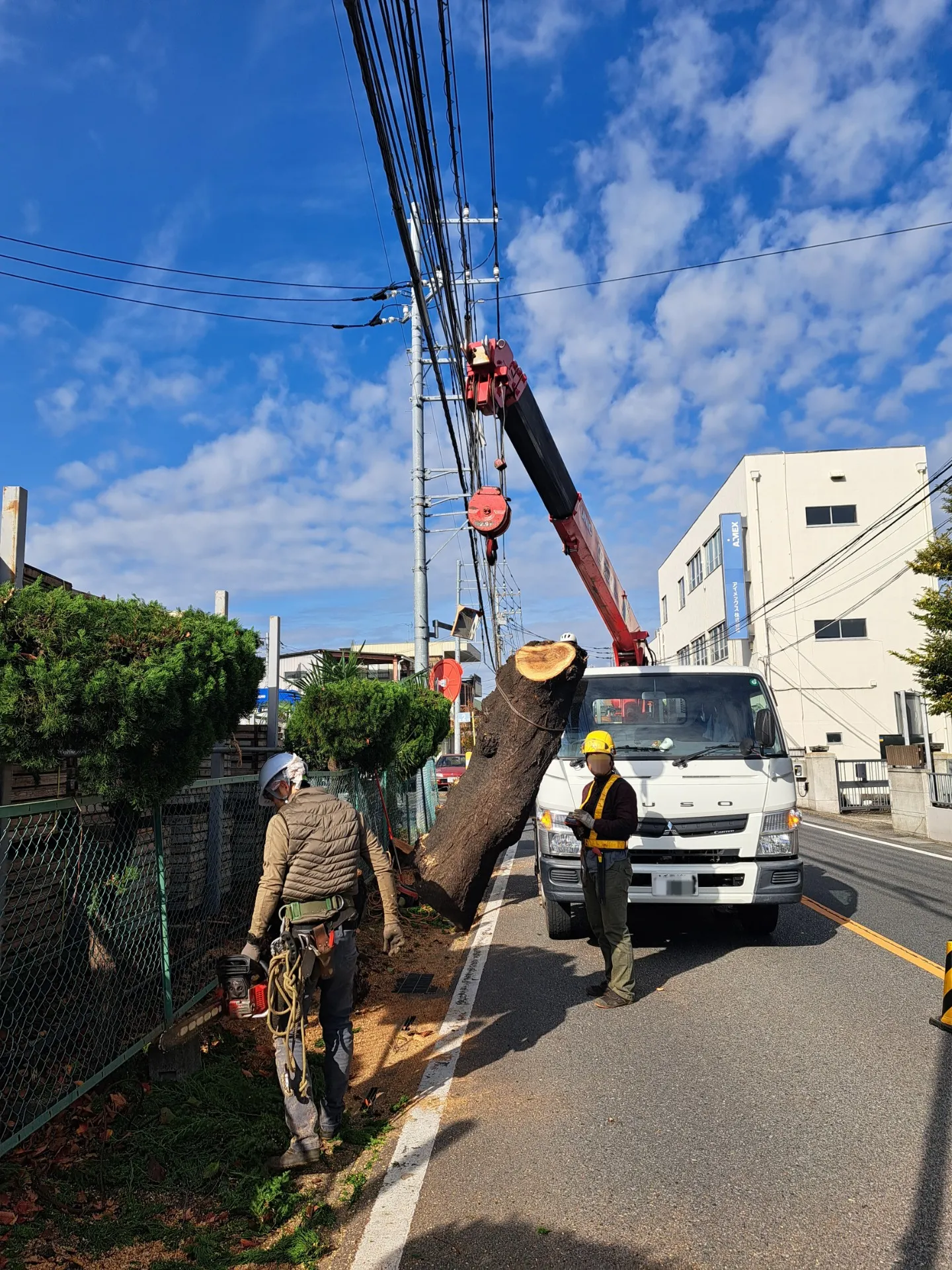 【桜の大木 伐採】草加市の出張終了