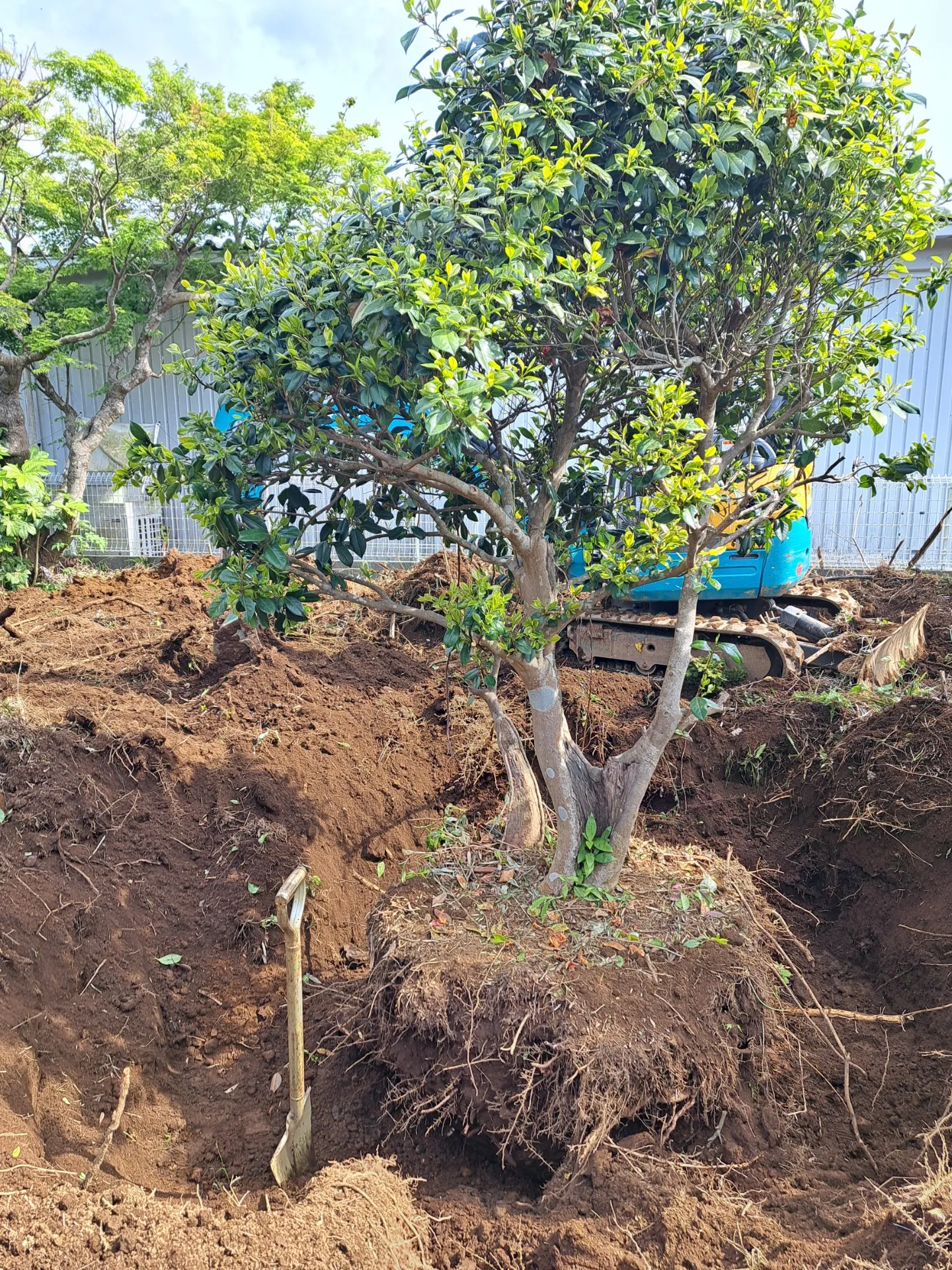 【佐倉市 移植工事】造園工事にて