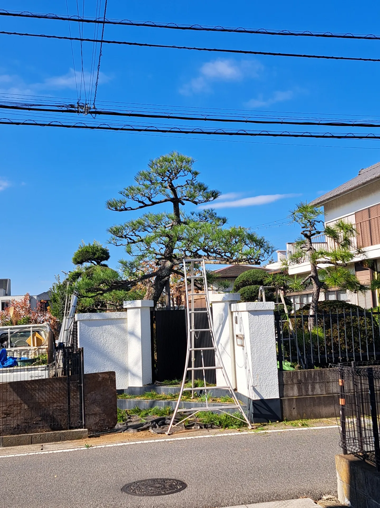 市川市 黒松剪定 風格を創る剪定