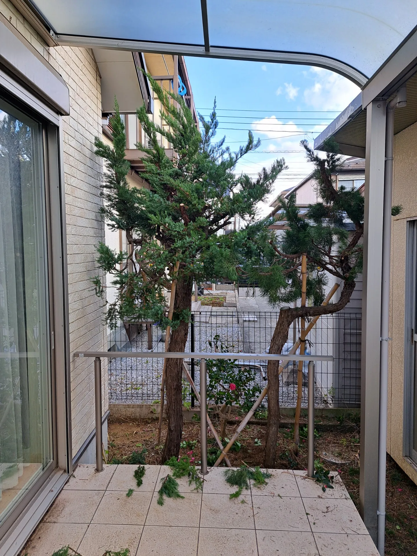 常緑樹の枝抜き剪定