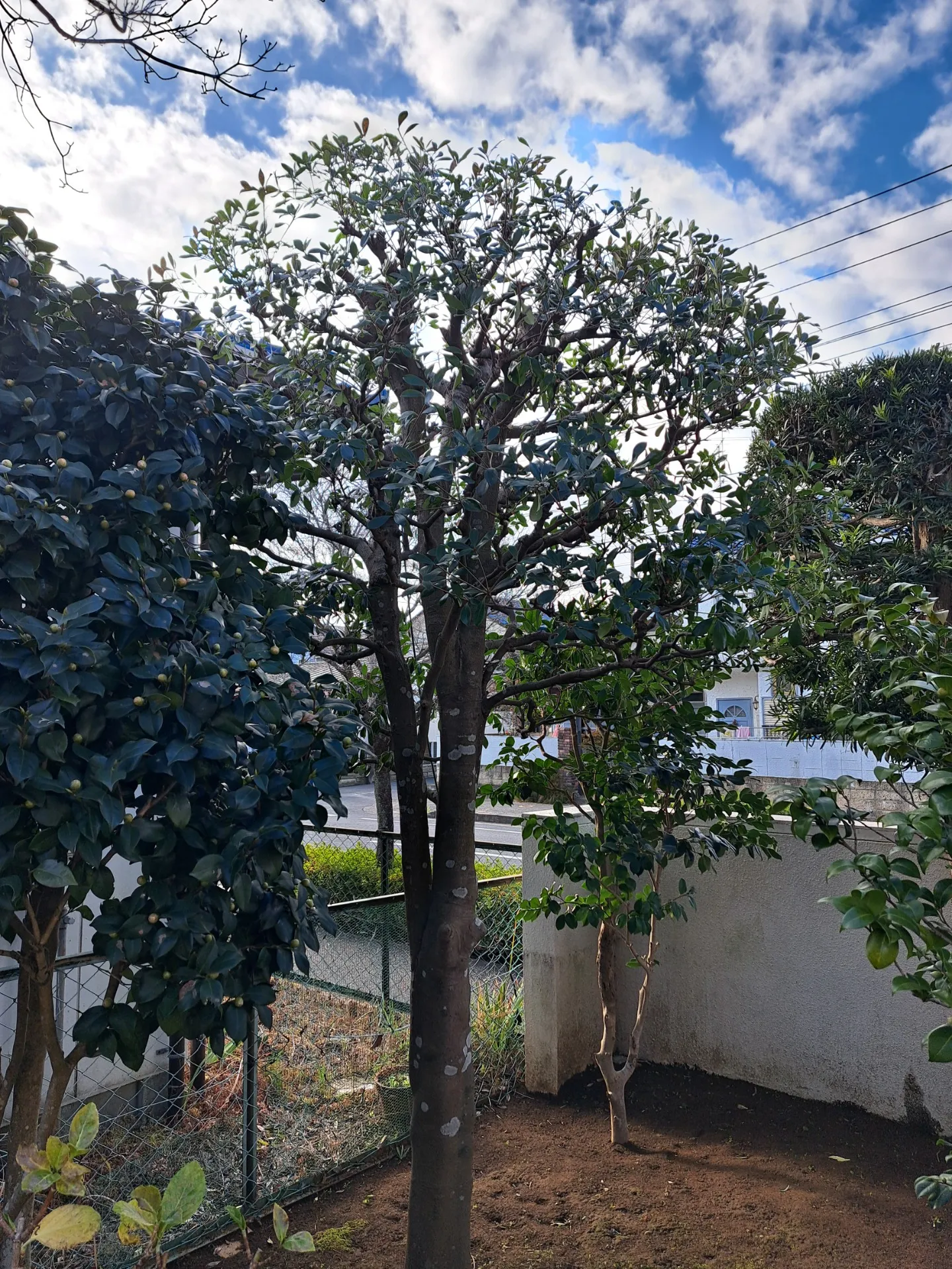 【モッコク剪定】刈込みから「枝抜き」へ