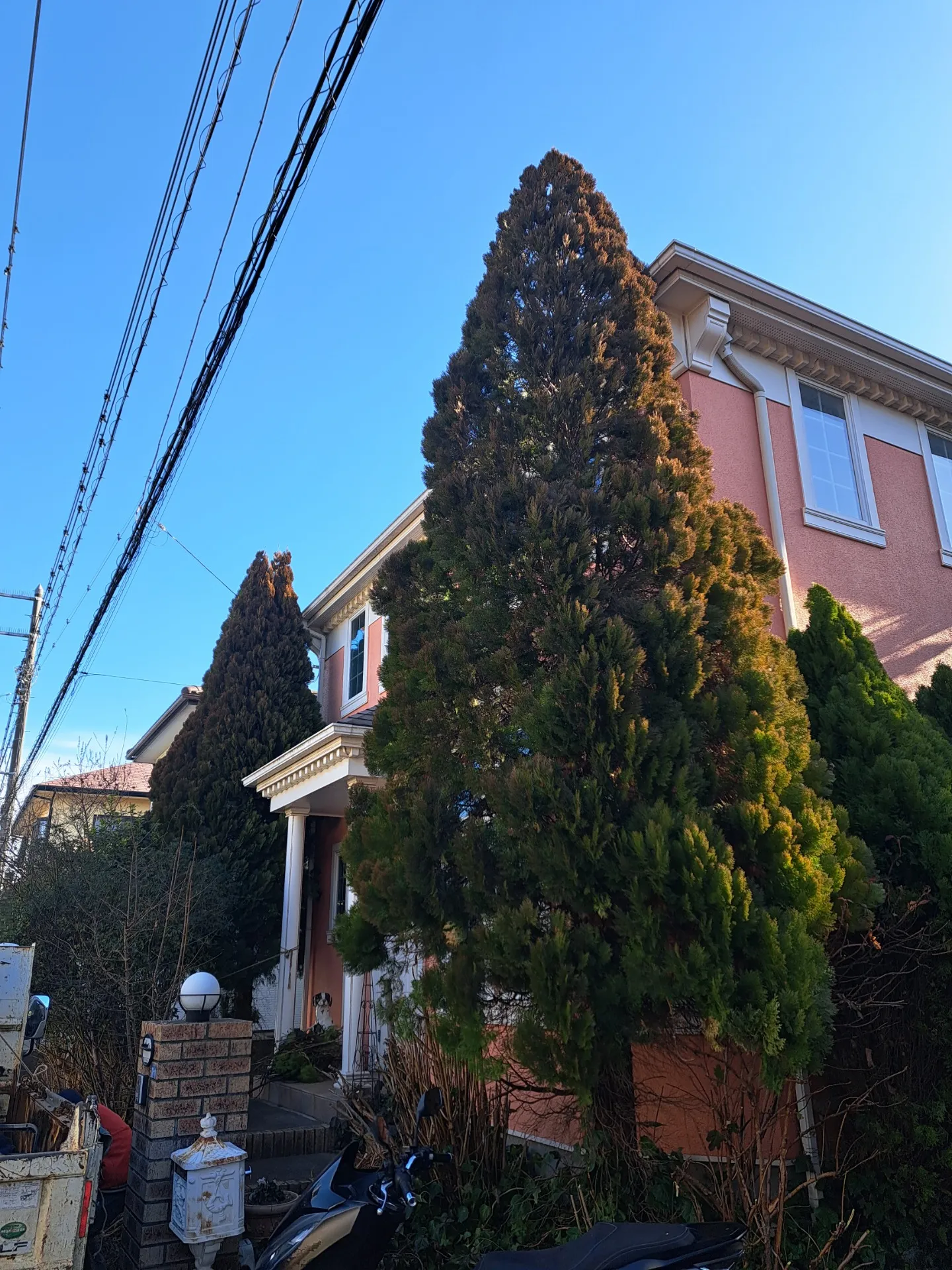 【佐倉市 伐採】もしもの前に。巨大化した庭木へのリスクヘッジ