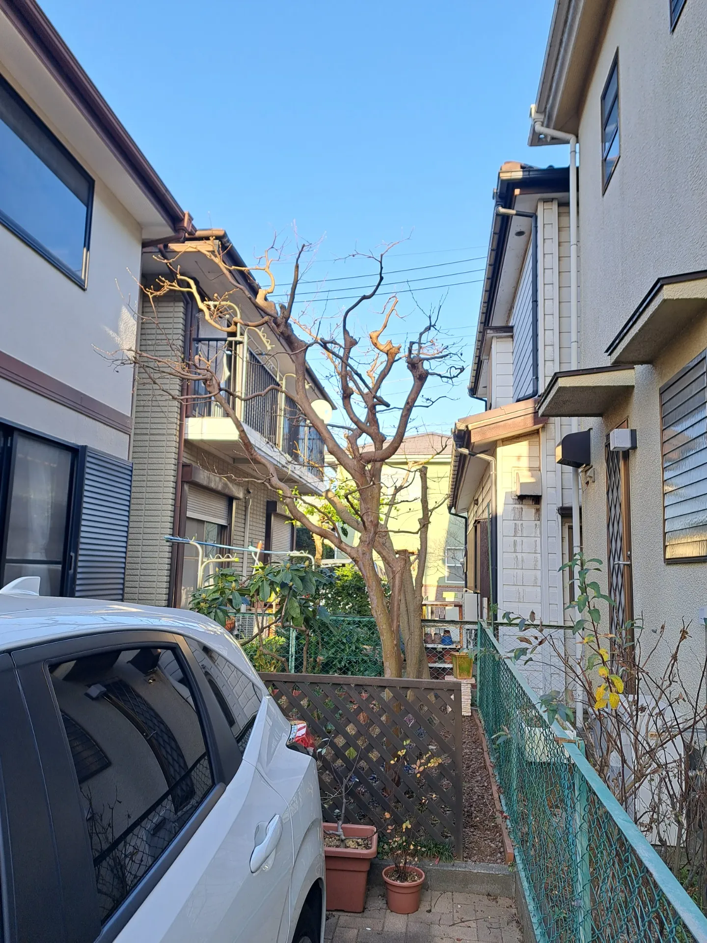 千葉県佐倉市 高木を縮める剪定