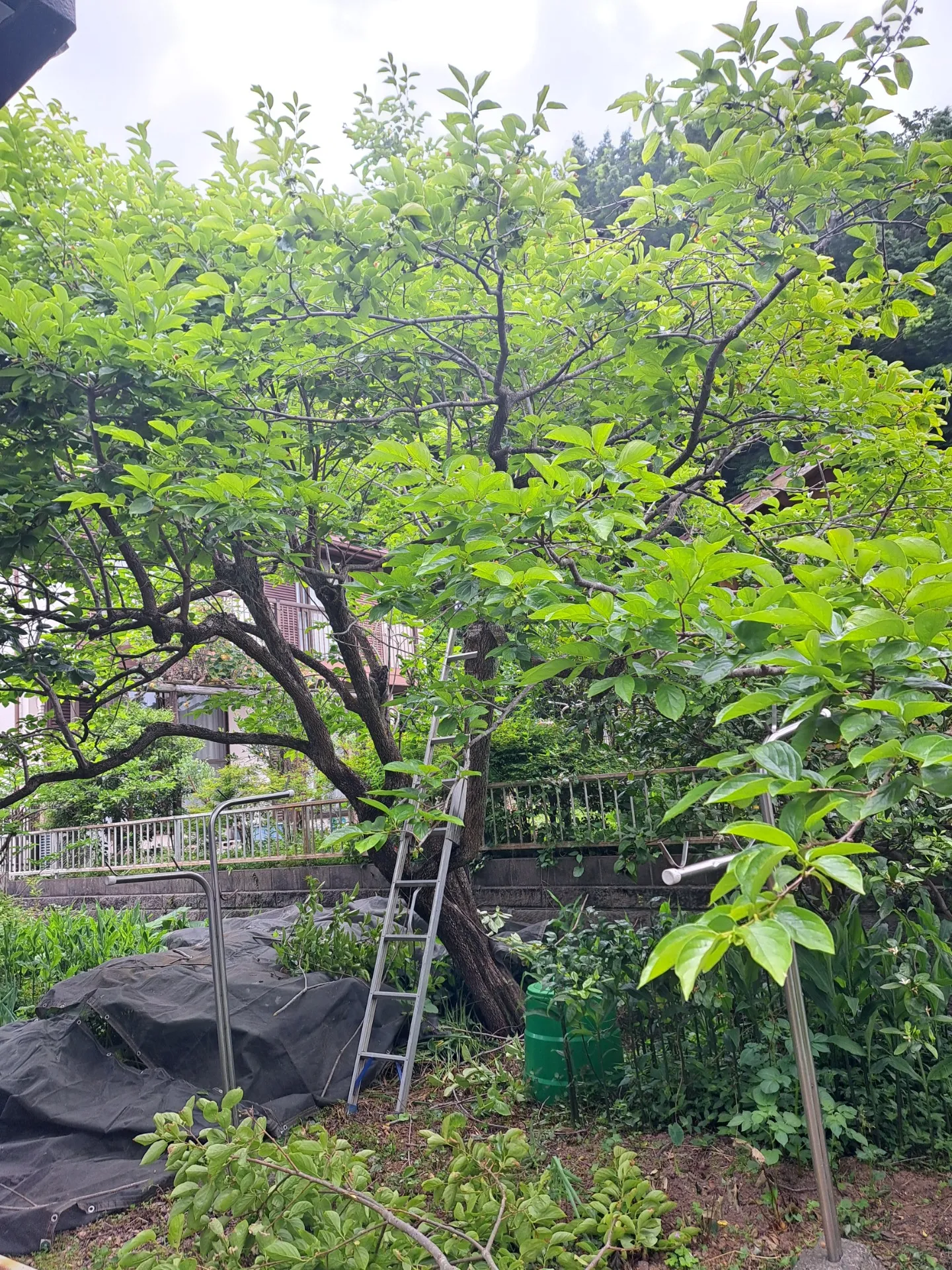 【佐倉市　剪定】大きくなりすぎたカキやモミジの剪定とヒノキの段階的伐採