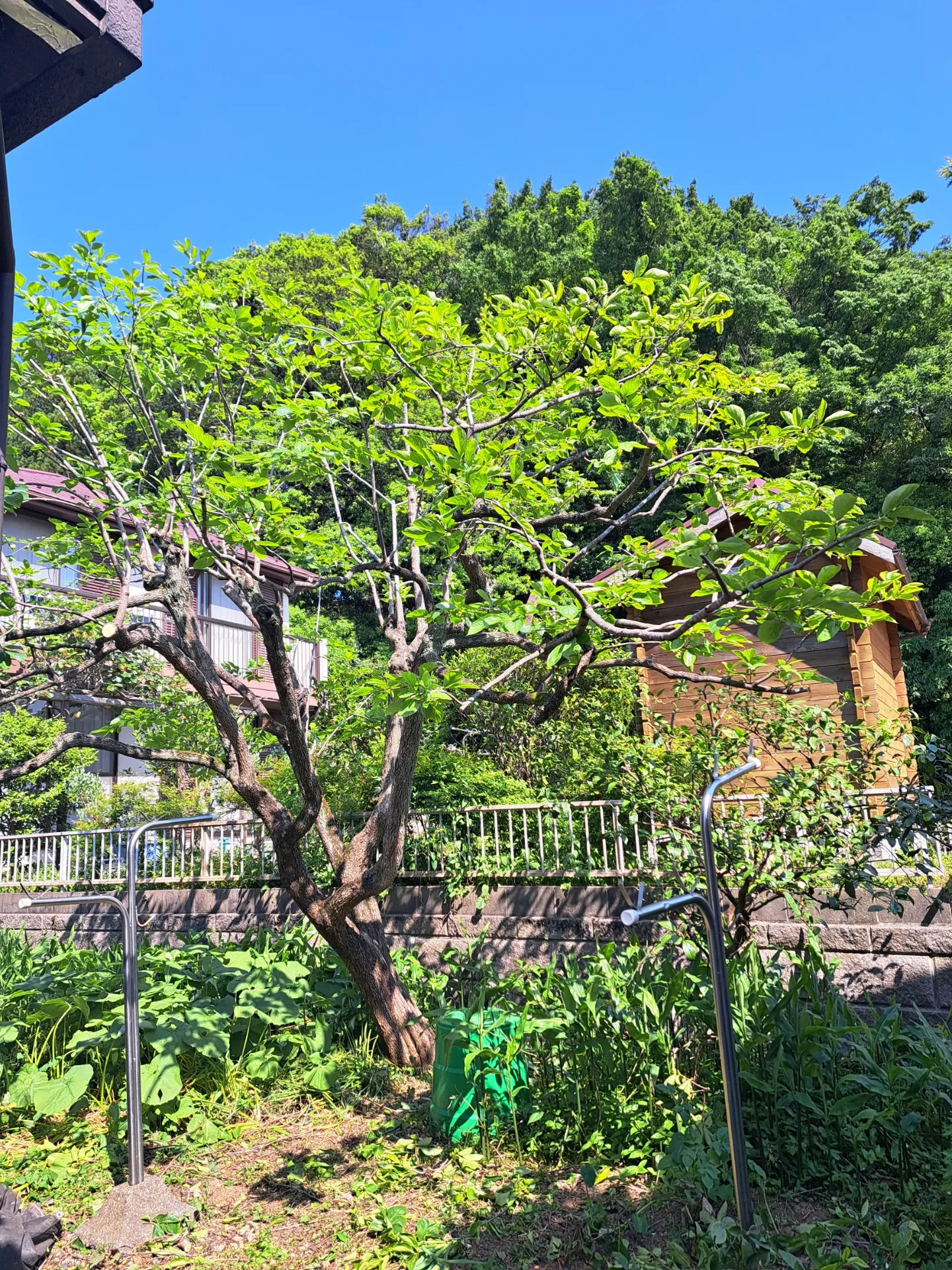 作業後 まずは全体的に小さくしていく計画的剪定。まず小さくするための準備の剪定を行います。そして来年、もう一回り小さくしていきます。
