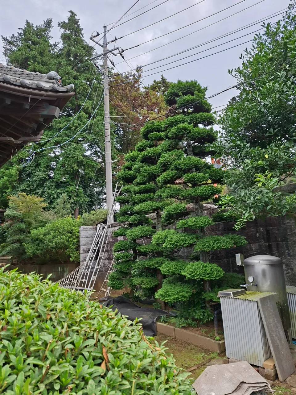 【八千代市　チャボヒバ枝抜き剪定】一歩手前で鋏を止める